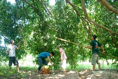 Farmers harvest mango in Cam Hoa Commune, Khanh Hoa Province's Cam Lam District. South Korea has a high demand for tropical fruits like mango and pineapple.